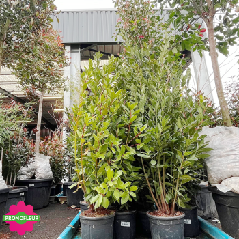 Laurus nobilis (Laurier-sauce) Hauteur 100/150 cm