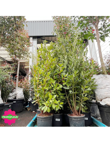 Laurus nobilis (Laurier-sauce) Hauteur 100/150 cm