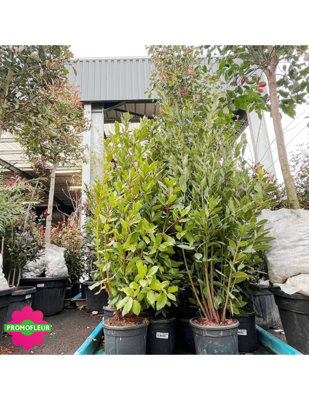 Laurus nobilis (Laurier-sauce) Hauteur 100/150 cm