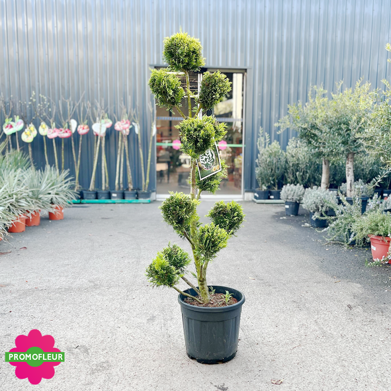 Cyprès pompon (Cupressocyparis leylandii Gold) Hauteur 130 cm - Promofleur