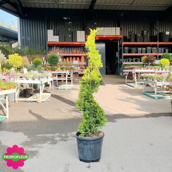 Cyprès spiral (Cupressocyparis leylandii Gold) Hauteur 130 cm - Promofleur