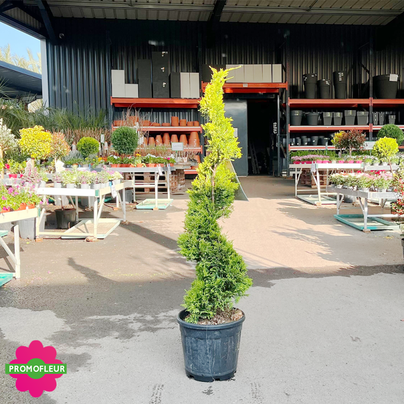 Cyprès spiral (Cupressocyparis leylandii Gold) Hauteur 130 cm - Promofleur