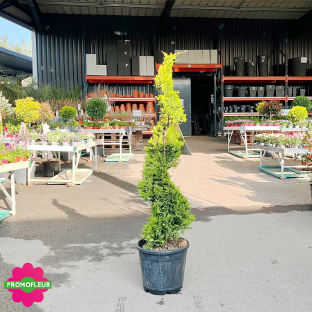 Cyprès spiral (Cupressocyparis leylandii Gold) Hauteur 130 cm - Promofleur