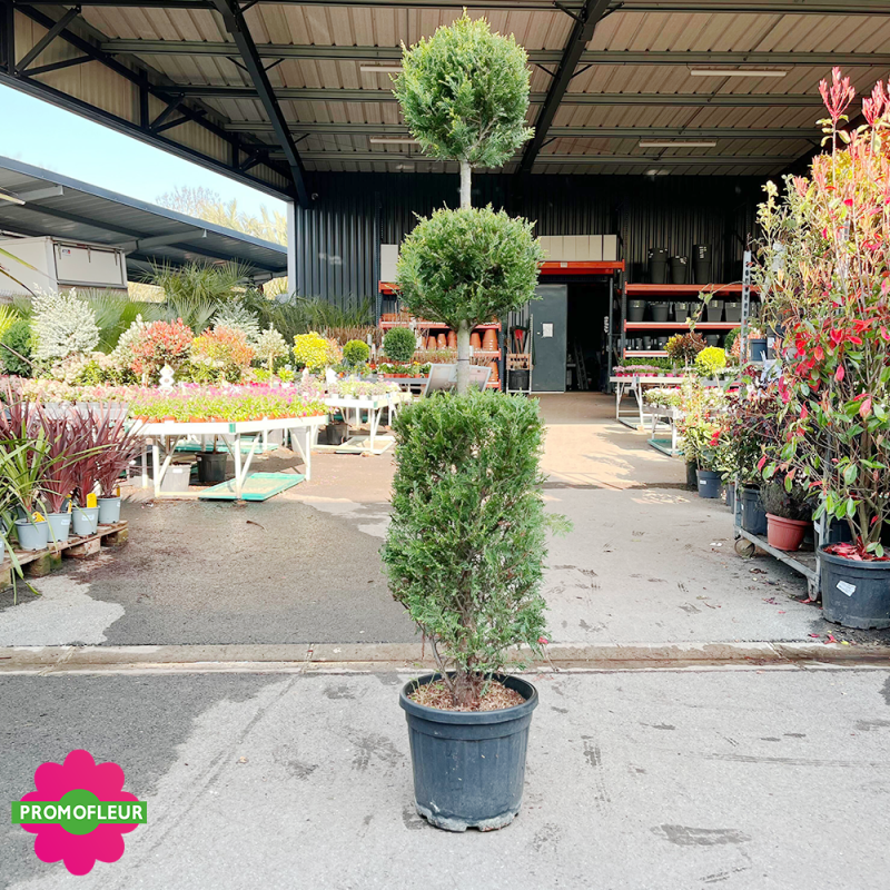 Cyprès taillé boule cylindre (Cupressocyparis leylandii Gold) Hauteur 150 cm - Promofleur