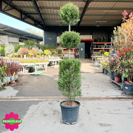 Cyprès taillé boule cylindre (Cupressocyparis leylandii Gold) Hauteur 150 cm - Promofleur