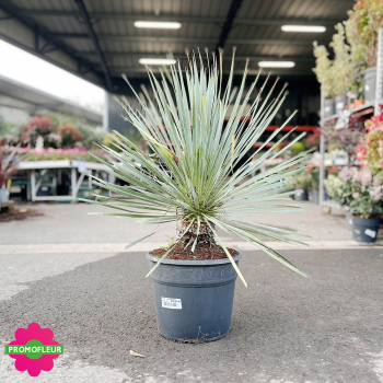 Yucca rostrata 'Blue Swan' Hauteur 30/50 cm - Promofleur Champagne-sur-Oise