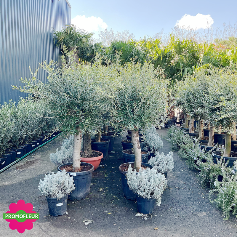 Rayon d'Oliviers tiges Hauteur 100/125 cm - Promofleur (2)
