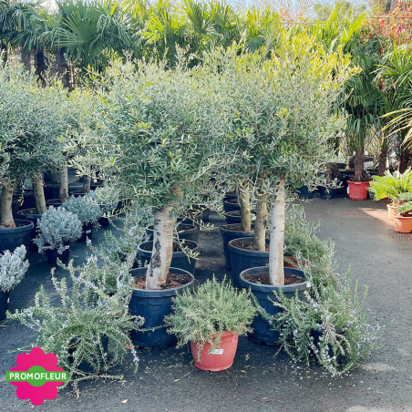 Rayon d'Oliviers tiges Hauteur 100/125 cm - Promofleur (3)