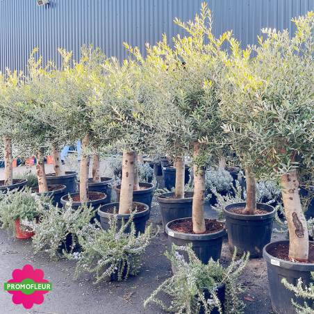 Rayon d'Oliviers tiges Hauteur 100/125 cm - Promofleur (4)
