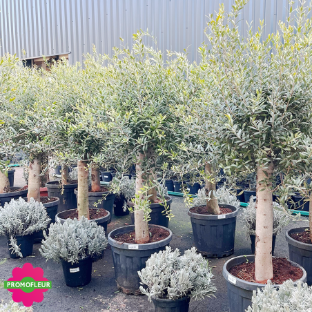 Rayon d'Oliviers tiges Hauteur 100/125 cm - Promofleur (5)