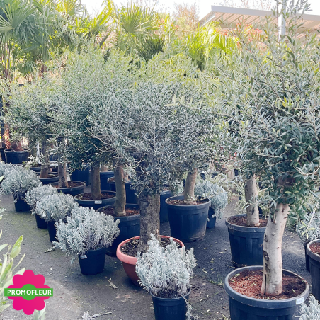 Rayon d'Oliviers tiges Hauteur 100/125 cm - Promofleur (6)