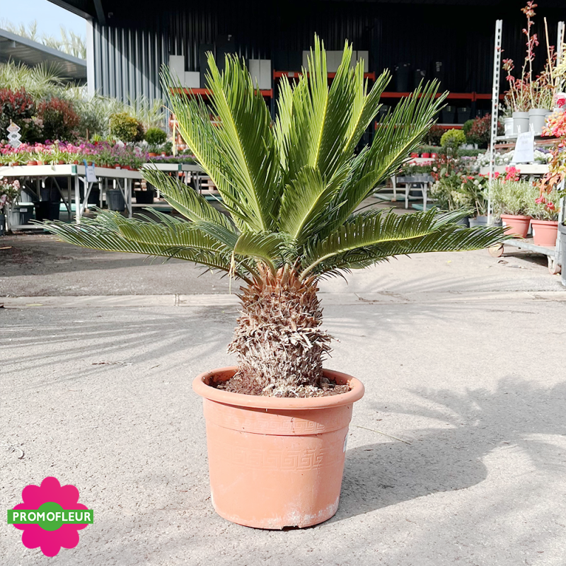 Cycas revoluta Hauteur 60 cm - Promofleur (1)
