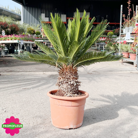 Cycas revoluta Hauteur 60 cm - Promofleur (1)