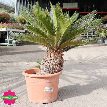 Cycas revoluta Hauteur 60 cm - Promofleur (2)