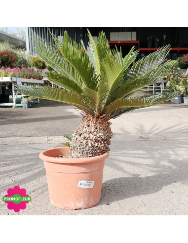 Cycas revoluta Hauteur 60 cm - Promofleur (2)
