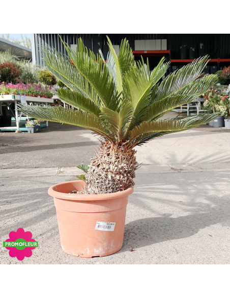 Cycas revoluta Hauteur 60 cm - Promofleur (2)