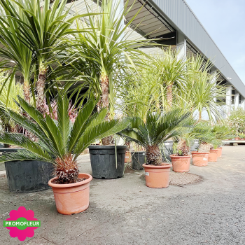 Cycas revoluta Hauteur 60 cm - Promofleur (3)