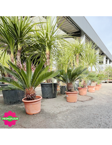 Cycas revoluta Hauteur 60 cm - Promofleur (3)