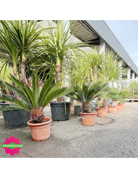 Cycas revoluta Hauteur 60 cm - Promofleur (3)