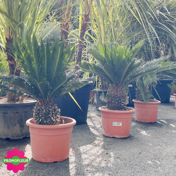Cycas revoluta Hauteur 60 cm
