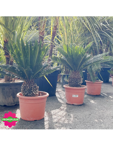 Cycas revoluta Hauteur 60 cm