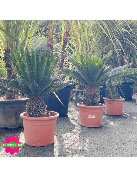 Cycas revoluta Hauteur 60 cm