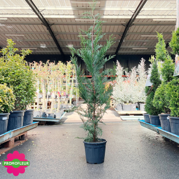 Cyprès de Leyland Hauteur 125/150 cm - Promofleur