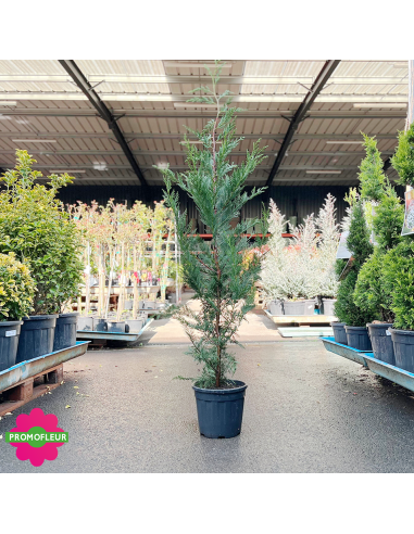 Cyprès de Leyland Hauteur 125/150 cm - Promofleur