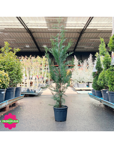 Cyprès de Leyland Hauteur 125/150 cm - Promofleur