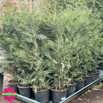 Emplacement Cyprès de Leyland Hauteur 125/150 cm - Promofleur