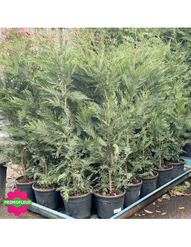 Emplacement Cyprès de Leyland Hauteur 125/150 cm - Promofleur