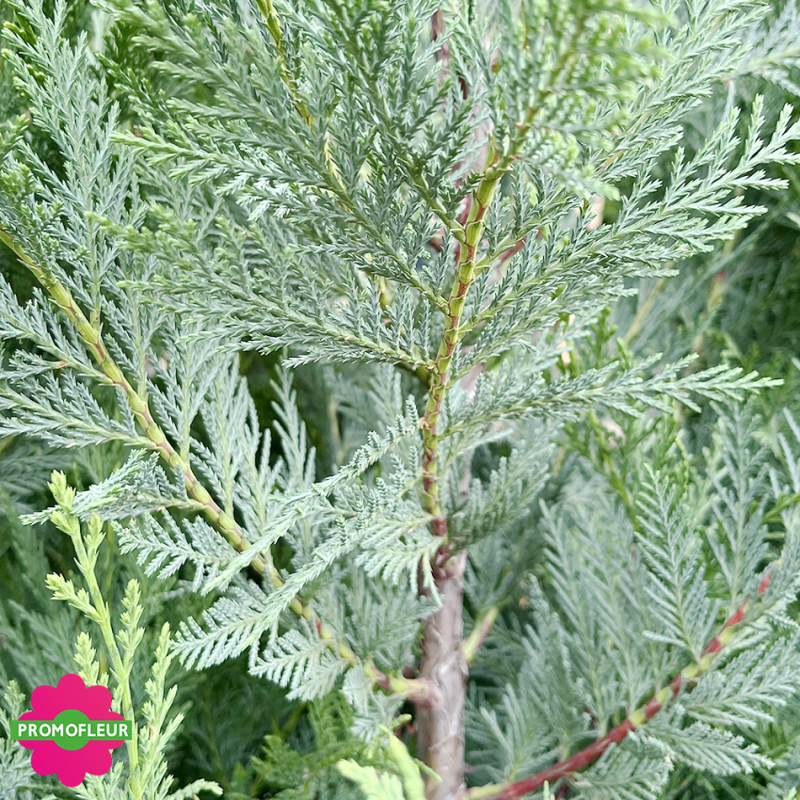 Zoom du feuillage Cyprès de Leyland Hauteur 125/150 cm - Promofleur