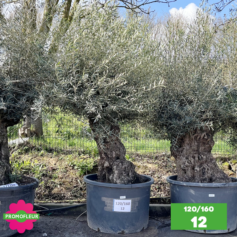 Olivier Centenaire 120 - 160 ans - Promofleur - Choix 12