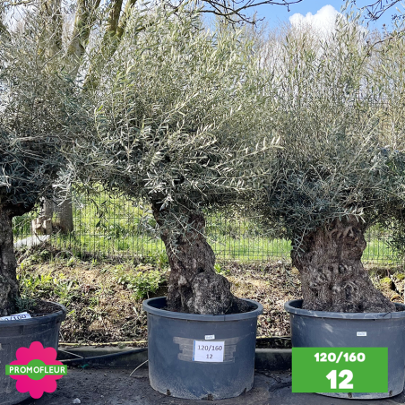 Olivier Centenaire 120 - 160 ans - Promofleur - Choix 12