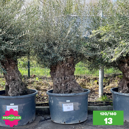 Olivier Centenaire 120 - 160 ans - Promofleur - Choix 13