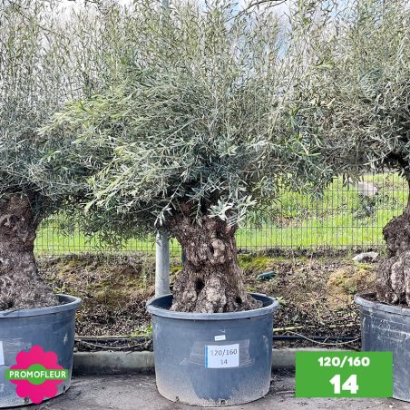 Olivier Centenaire 120 - 160 ans - Promofleur - Choix 14