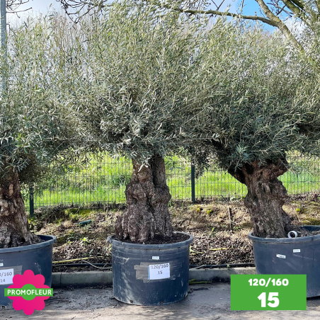 Olivier Centenaire 120 - 160 ans - Promofleur - Choix 15