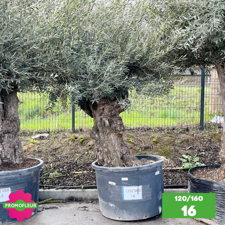 Olivier Centenaire 120 - 160 ans - Promofleur - Choix 16