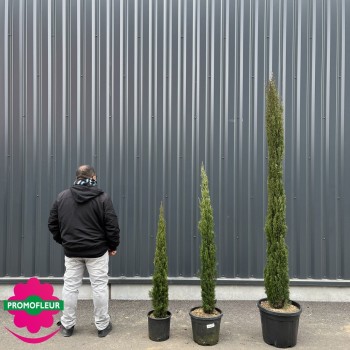 Cyprès de Provence/d'Italie "Colonne/Totem"
