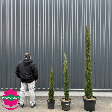 Cyprès de Provence/d'Italie "Colonne/Totem"