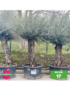 Parc d'Oliviers 80 - 100 ans - Promofleur Champagne-sur-Oise