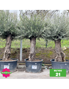Parc d'Oliviers 80 - 100 ans - Promofleur Champagne-sur-Oise