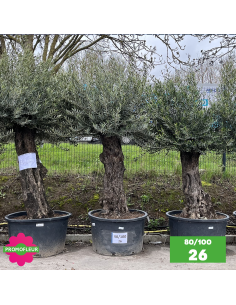 Parc d'Oliviers 80 - 100 ans - Promofleur Champagne-sur-Oise