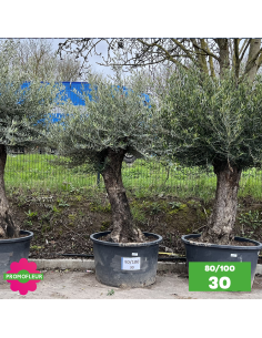 Parc d'Oliviers 80 - 100 ans - Promofleur Champagne-sur-Oise