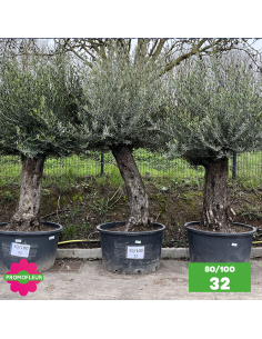 Parc d'Oliviers 80 - 100 ans - Promofleur Champagne-sur-Oise