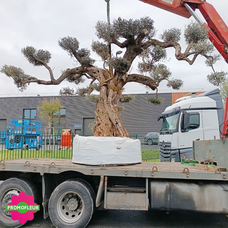 Olivier plateau T90 hauteur 350 cm feuillage taillé en nuages