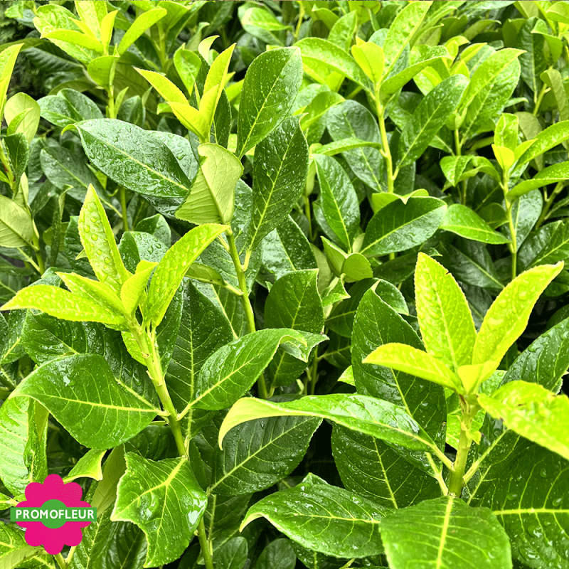 Zoom Laurier 'rotundifolia' hauteur 120 cm avec pot - Promofleur