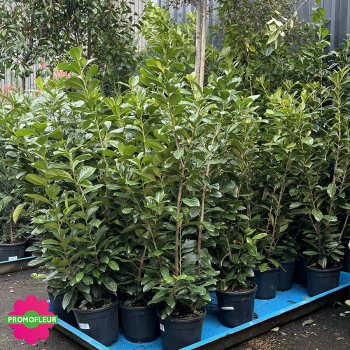 Laurier Palme (Prunus Laurocerasus) Hauteur 120/140 cm - Promofleur