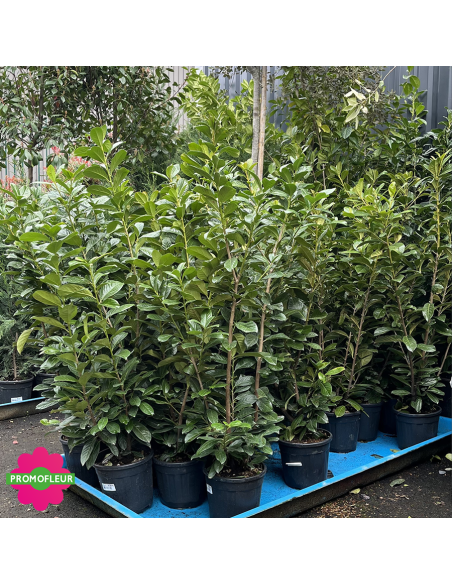Laurier Palme (Prunus Laurocerasus) Hauteur 120/140 cm - Promofleur