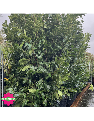 Laurier Palme (Prunus Laurocerasus) Hauteur 200/250 cm - Promofleur